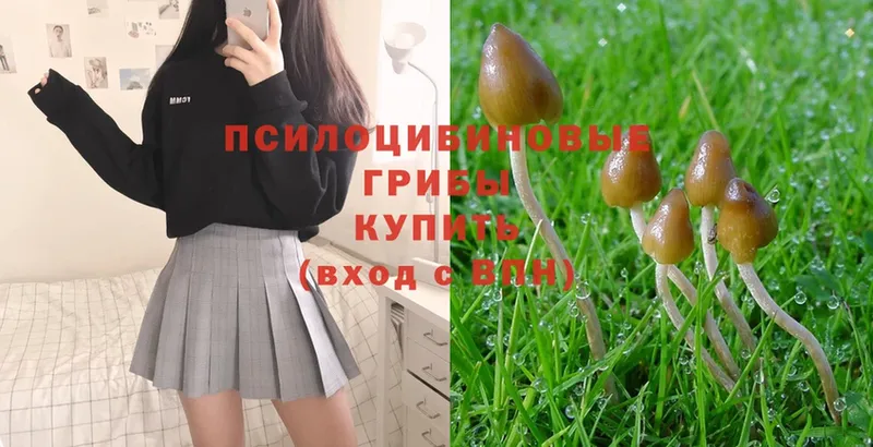 Псилоцибиновые грибы Magic Shrooms Курганинск